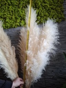 Pampasy dried cortaderia 120cm