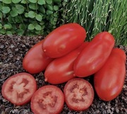 Nasiona pomidora GIULETTA - 10 nasion