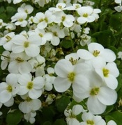 Gęsiówka kaukaska Arabis caucasica 200 drobnych nasion 