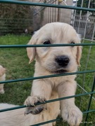Golden Retriever szczeniaki ZKwp 