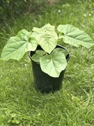 Oxytree paulownia omszona, drzewo tlenowe