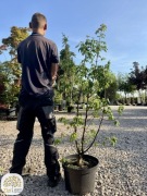 Acer griseum, Klon polny, wielopniowy, wysokość 125-150cm