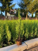 TUJA SZMARAGD w doniczce p9 30/45 cm 