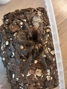 Samiec Phormictopus Auratus 4DC