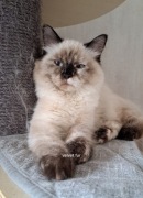 Kotka neva masquerade kot syberyjski tortie szylkret