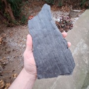 Skamieniałość duży odcisk Sigillaria Syringodendron