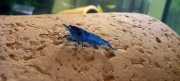 Krewetki Neocaridina Davidi var. Blue Velvet - Łatwe w hodowli 