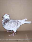 ***Red schimel 6/5 konk. "***