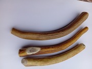 Poroże jelenia 3 szt 