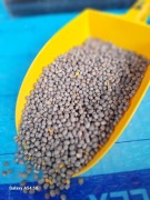 Łubin niebieski słodki 20kg