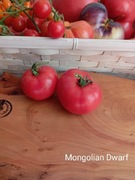 Pomidor  Mongolian dwarf  kolekcjonerski
