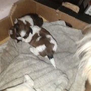 Psy shih tzu zapraszamy 