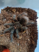 Pająki ptaszniki gekony pojemniki terraria