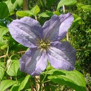 Clematis Emilia Plater p9 wysyłka Marzec 