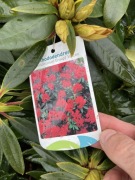 Rododendron Vulcan jaskrawoczerwone kwiaty