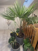 Trachycarpus fortunei 120 cm Roślina