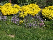 SMAGLICZKA SKALNA ZŁOTA KRÓLOWA OGRODÓW 500 nasion