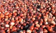Kasztany Kasztan świeże owoce 1 kg - przedsprzedaż 2026