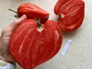 Pomidor Antyczne Serce kolekcjonerskie nasiona