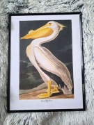 Plakat w Ramce "Pelikan Dzioborogi" American White Pelican Vintage
