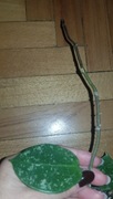 Hoya hoja Acuta EPC 997 cięty szczyt 