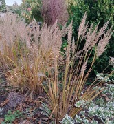 Trawa Trzcinnik sadzonka z gołym korzeniem