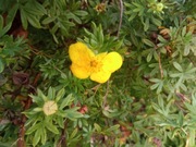 Pięciornik krzewiasty żółty