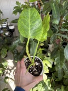 Philodendron calkins gold marmurkowy filodendron