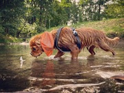 SNOOD siatkowy pomarańcz Hug me Cavalier Spaniel 