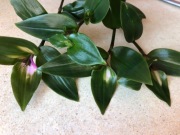 Rumieniec panny młodej 