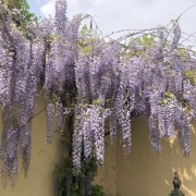 Nasiona wisterii glicynii