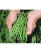 Fasola szparagowa Cassidy - Nasiona Holenderskie