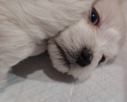 Maltanczyk piesek lub suczka z rodowodem