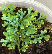 Zestaw roślin do terrarium na start