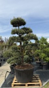 Sosna Czarna Pinus Nigra Bonsai 175-200cm