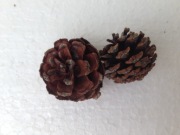 Szyszki sosnowe sosna górska kosodrzewina 160 szt.