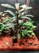 Bucephalandra sp.Ulysses