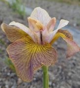 Irys syberyjski 'Unbuttoned Zippers' Iris sibirica