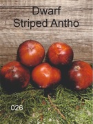 026-Dwarf Striped Antho. Pomidory kolekcjonerskie.