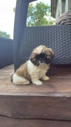 Psy Rasy Shih tzu 