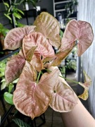 Syngonium Pink Mosaic w hydroponice