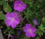 Bodziszek czerwony Compact Geranium sanguineum 30 nasion