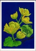 PAWLICKA-DEKERT - Stowarzyszenie Przyjaciół im. Wojtyły w Krakowie