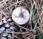 Purchawka zwyczajna grzybnia