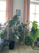 Monstera duża 