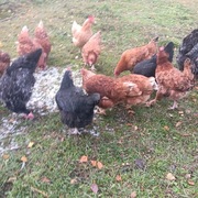 Jajka ekologiczne od "leśnych kur" -certyfikat eko (przerwa w dostawach)