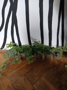 Bluszcz Hedera 2 odmiany 