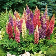 Łubin trwały mix duża sadzonka XXL 