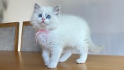 Kotka ragdoll hodowlana