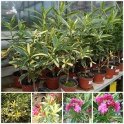 Oleander variegatta o pełnych pachnących kwiatach